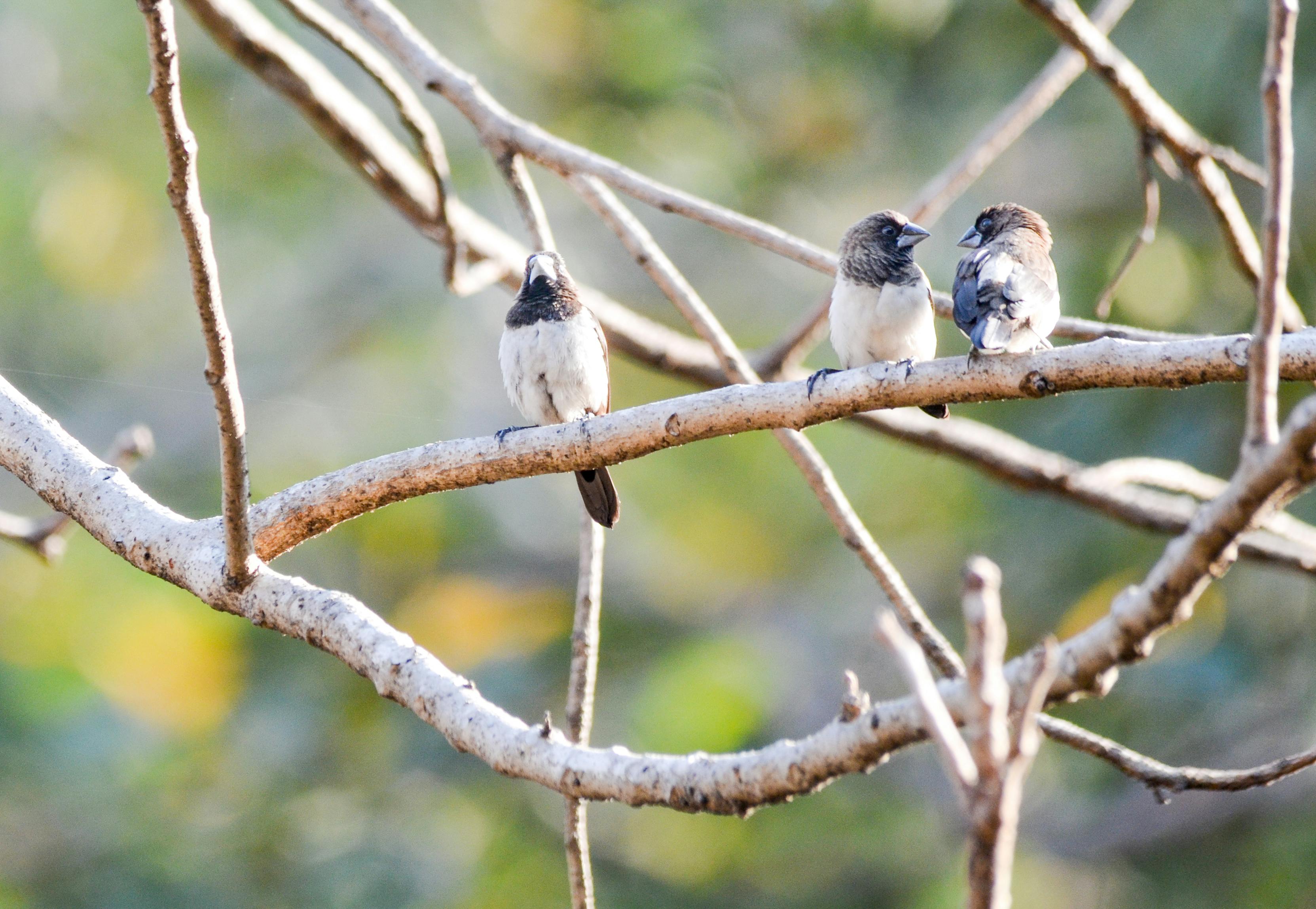 karnala bird sanctuary