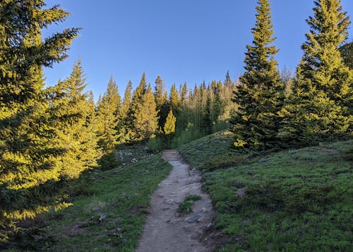 Kostnadsfri bild av blå himmel, natur, skog