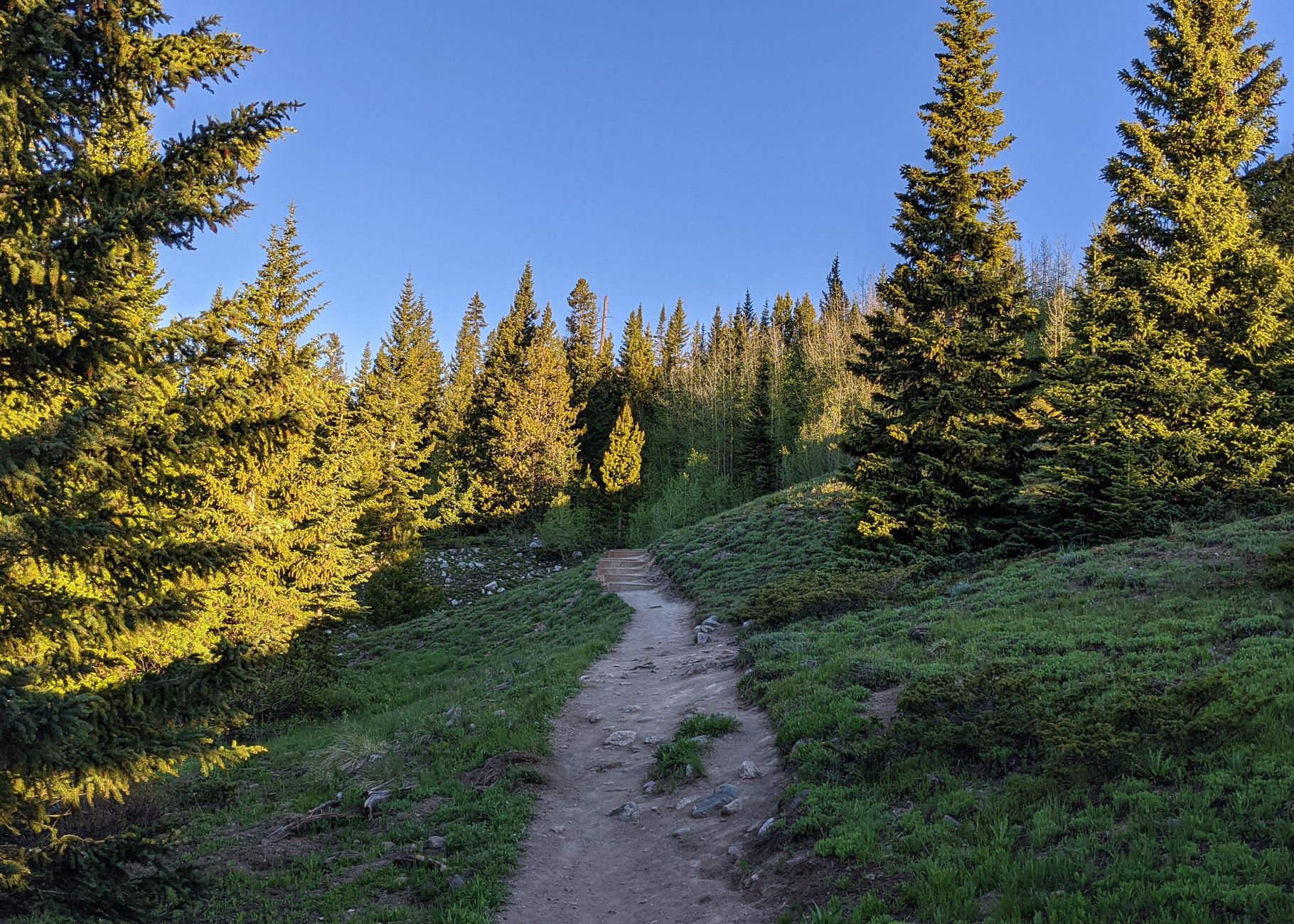 A pine-lined hiking trail through Colorado forest under a clear sky.