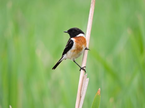 Close-Up Photograph of a Stonechat Bird