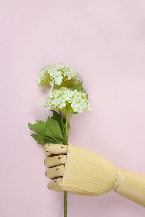 棕色木手拿着白色的绣球花