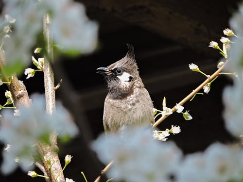 Himalayan Bulbul perched on a Tree Twig 