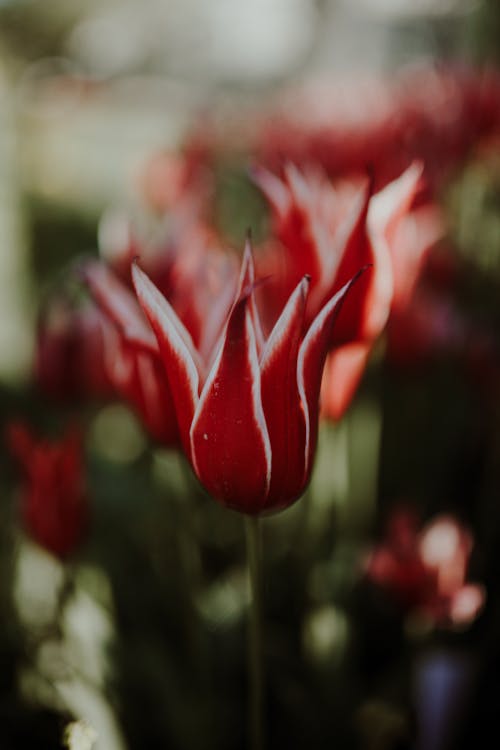 Základová fotografie zdarma na téma botanický, červená kytka, detail