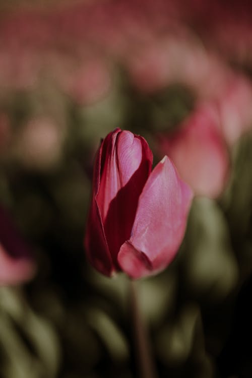 Close-up Photo of Blooming Tulip Flower