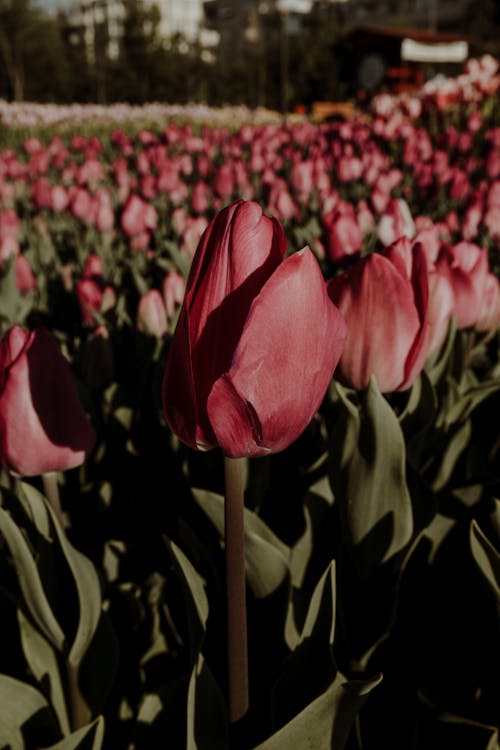 Základová fotografie zdarma na téma botanický, červená kytka, detail