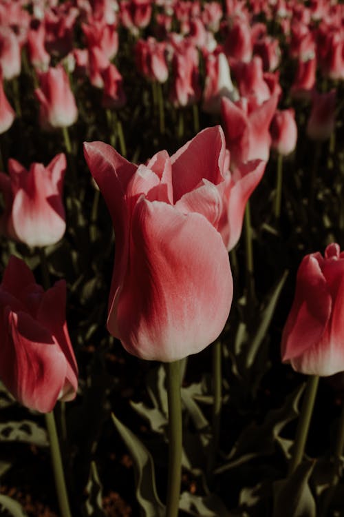 คลังภาพถ่ายฟรี ของ กลีบดอก, ความชัดลึก, ดอกทิวลิป
