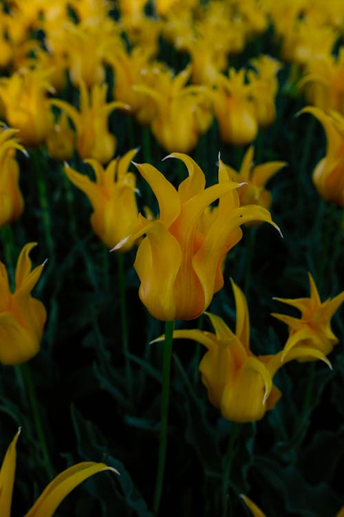 Close-up Photo of Blooming Yellow Flower 