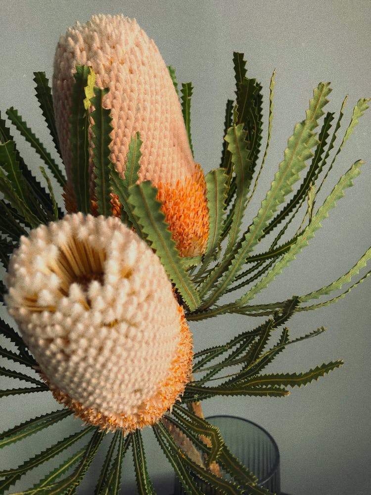 Close-up Photo Of Banksia Ashbyi Plant 