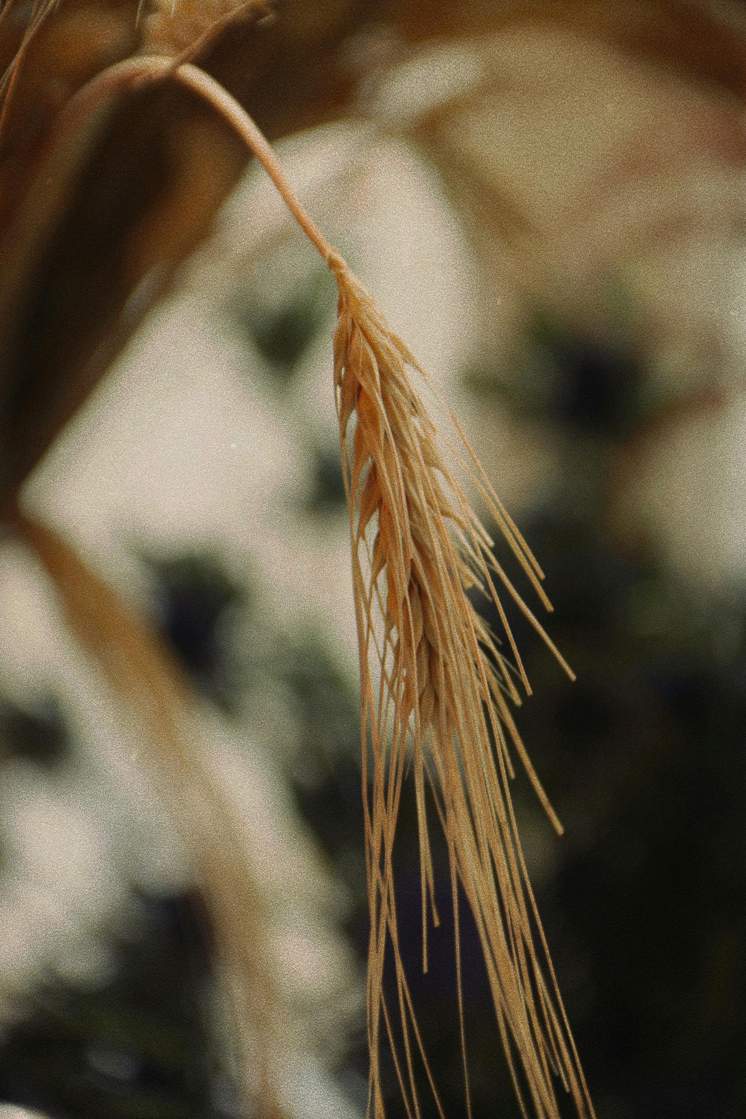 Closeup Photo of Dried Wheat Grass · Free Stock Photo