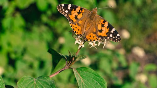 Free stock photo of animal, butterfly, flora Stock Photo