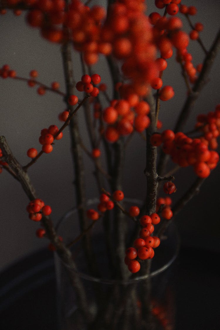 Close-up Photo Of Oriental Bittersweet Plant