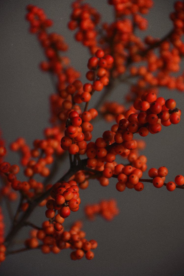 Close-Up Photograph Of Red Berries