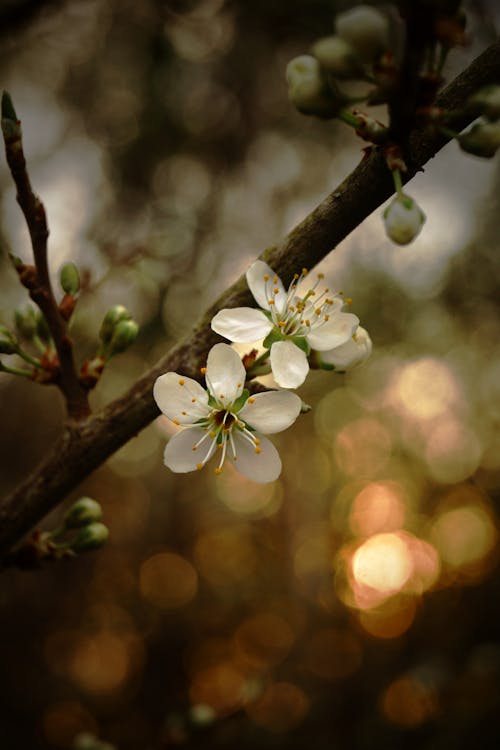 Безкоштовне стокове фото на тему «білі квіти, боке, весна»