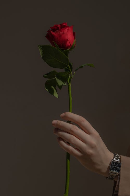 Fotobanka s bezplatnými fotkami na tému červený kvet, držanie, flóra