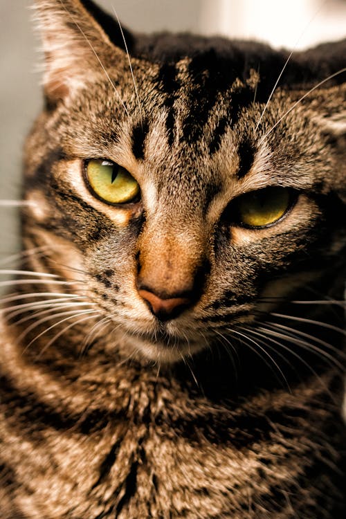 Close-Up Shot of a Tabby Cat