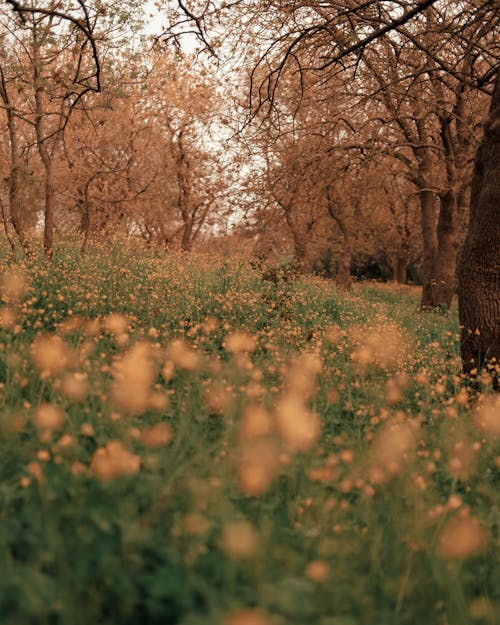 Brown Trees on Flower Field