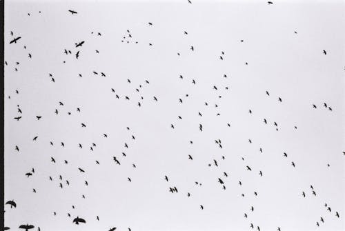 그레이스케일, 날으는, 떼의 무료 스톡 사진