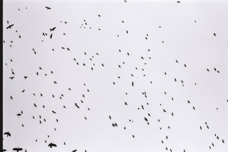 Silhouettes Of Birds Flying In The Sky