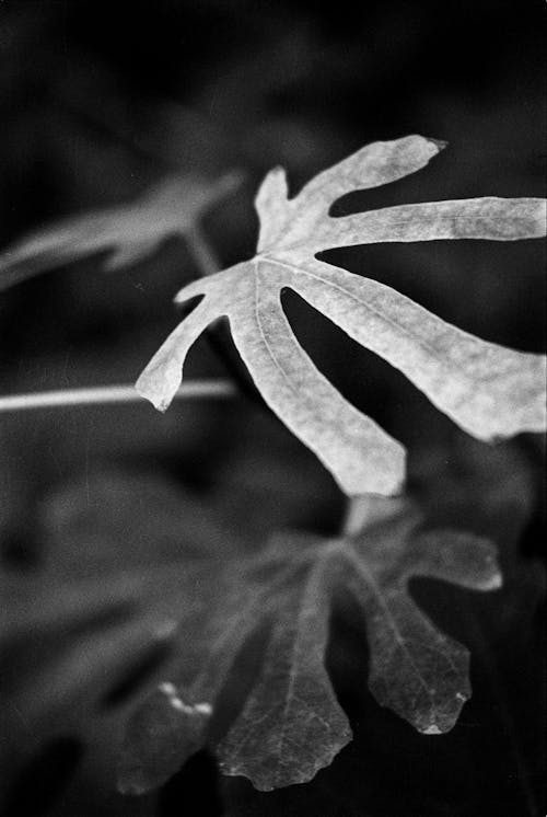 Free Grayscale Photo of Leaves  Stock Photo