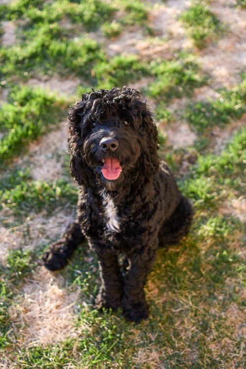 Cute Black Dog on Grass Field · Free Stock Photo
