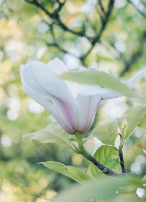 Free White Flower in Close Up Photography Stock Photo