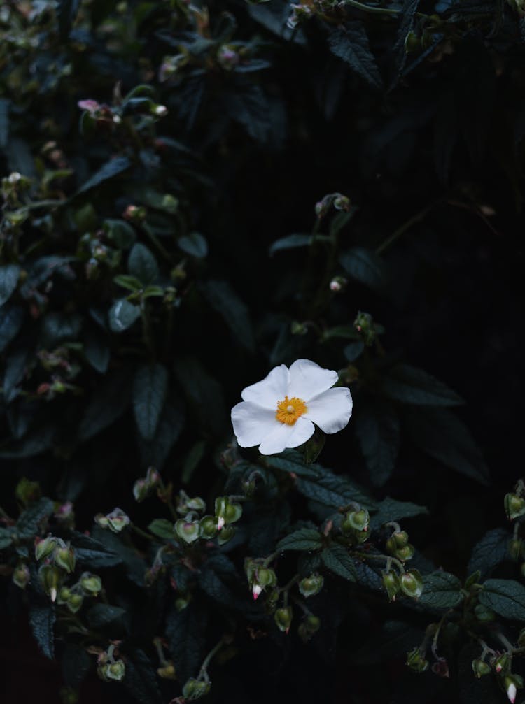 White Rock Rose Flower With Green Leaves