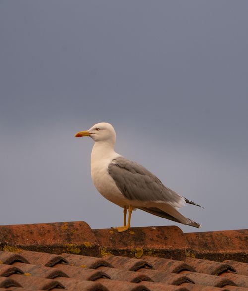 Free Close-up of seagull perched on a tiled rooftop with cloudy sky in O Seixo, Spain. Stock Photo