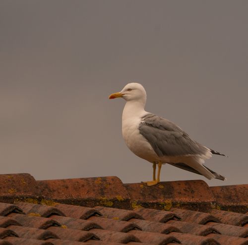 Free Seagull resting on a red-tiled roof under a cloudy sky in O Seixo, España. Stock Photo