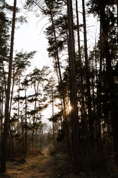 Free Tranquil view of a dirt path through a towering forest at sunrise, evoking peace. Stock Photo
