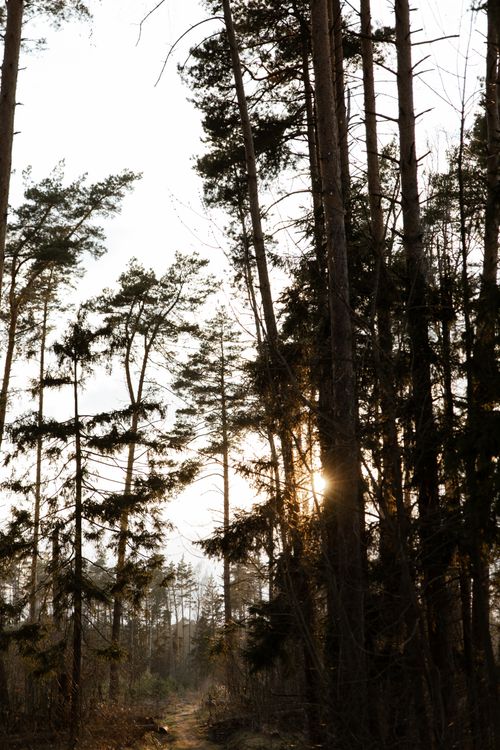 Free A tranquil forest scene with the sun setting through tall trees, creating a peaceful atmosphere. Stock Photo