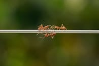 Ants in Macro Photography