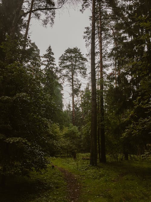 Kostenloses Stock Foto zu bäume, natur, pfad