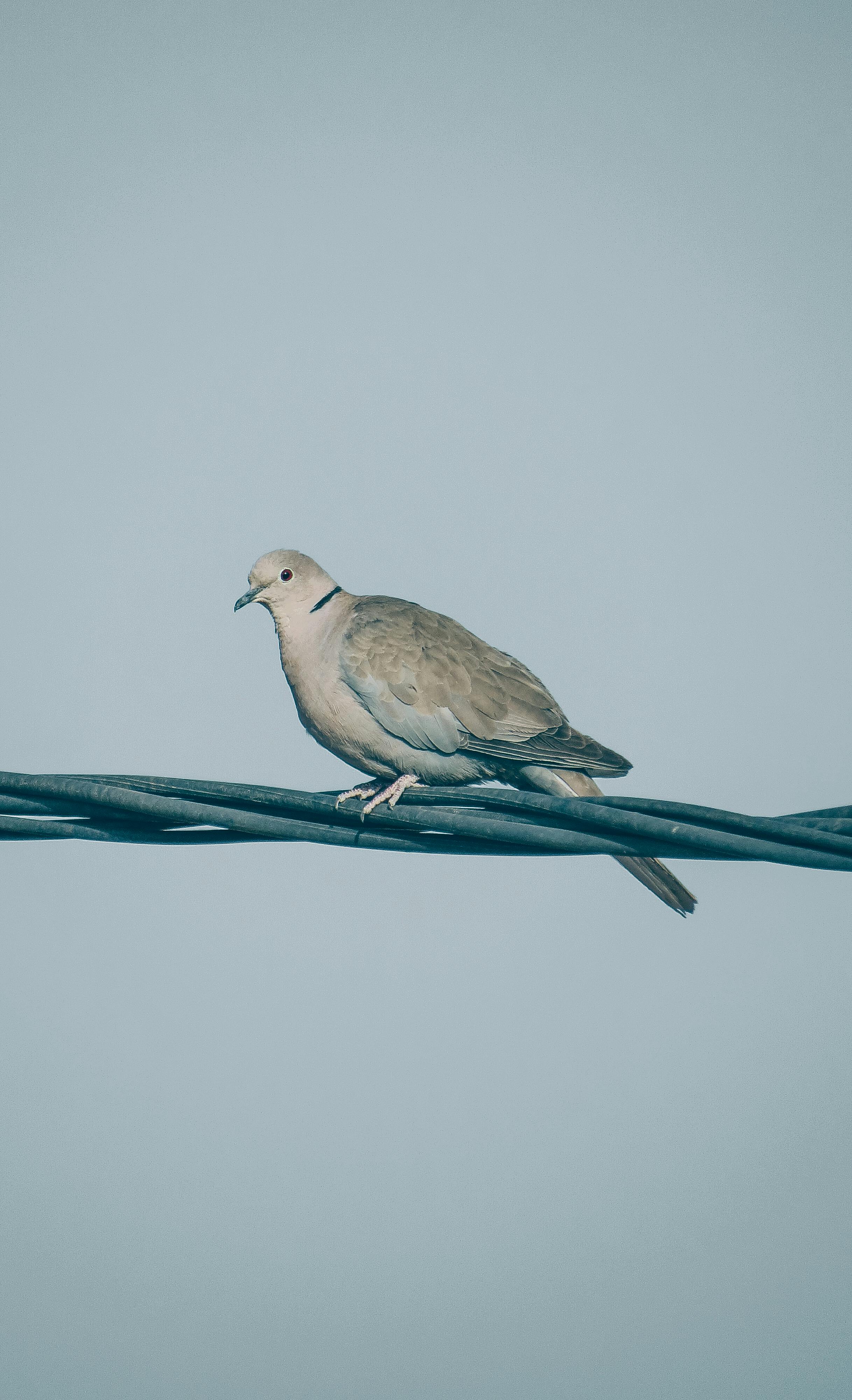 Close-up of a Eurasian Collared Dove perched on a wire against a clear sky.