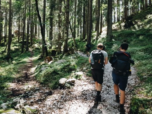 Free Back view of anonymous male friends with backpacks strolling on shabby walkway passing between trees with thin trunks and grass during vacation Stock Photo