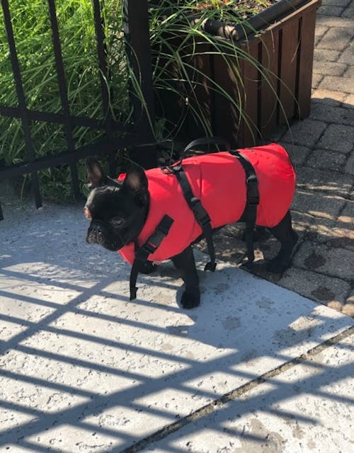 Ingyenes stockfotó francia bulldog, imádnivaló, mellény témában