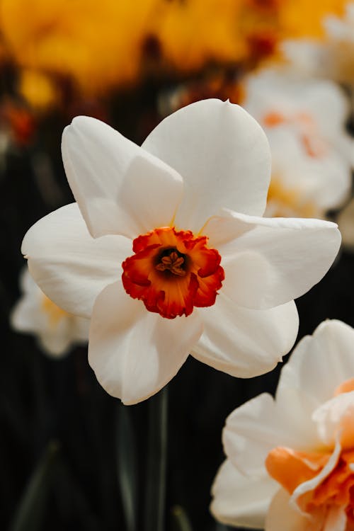 Foto stok gratis bagus, berbunga, bunga daffodil