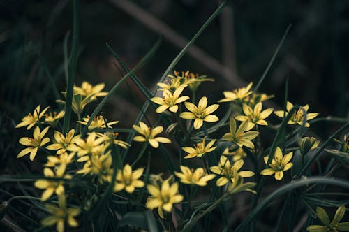 Free Beautiful Yellow Flowers with Green Leaves Stock Photo