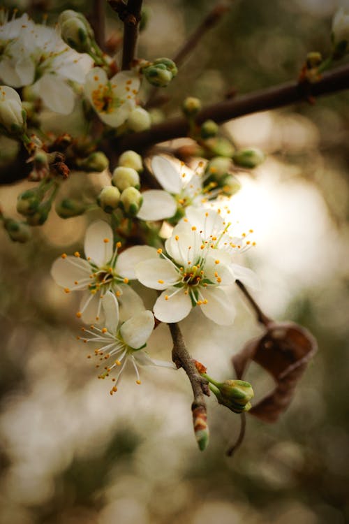 bahar, Beyaz çiçekler, çiçek florası içeren Ücretsiz stok fotoğraf
