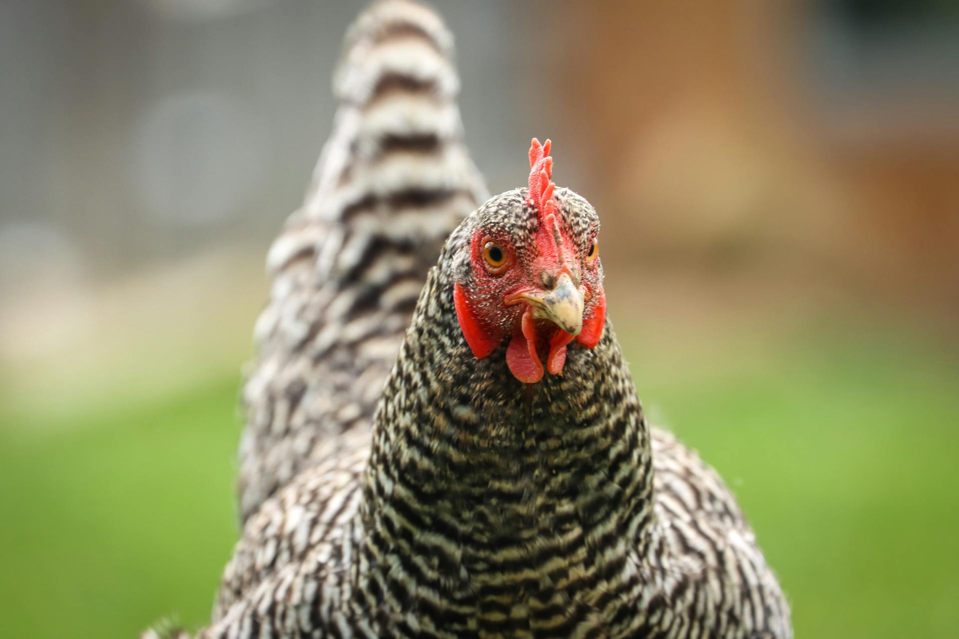 Close-up of a Plymouth Rock chicken in a garden setting.