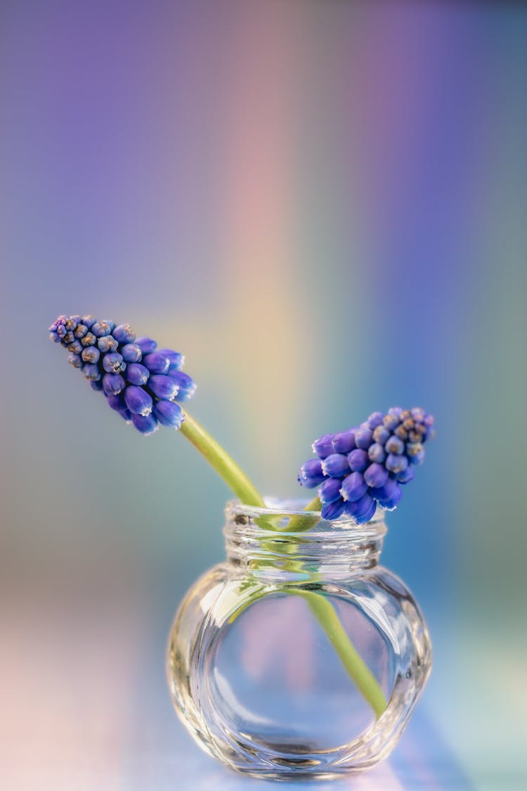 Grape Hyacinth Flower Plant In Glass Vase