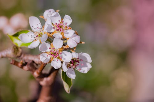 Základová fotografie zdarma na téma bílé květy, detail, flóra