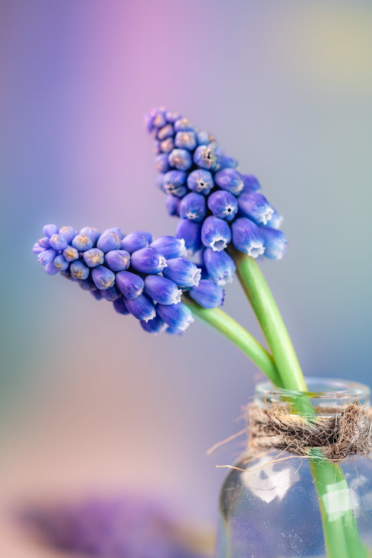 Grape Hyacinth Flower Plant In Glass Jar