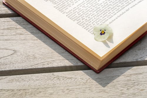 A Flower on a Book