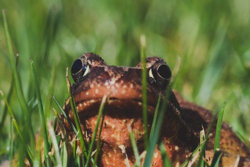 Free A detailed closeup of a brown frog blending into the vibrant green grass in natural lighting. Stock Photo