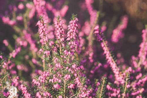 Free Бесплатное стоковое фото с ботанический, вереск, весна Stock Photo