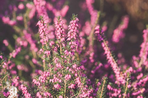 Free Lavender Stock Photo