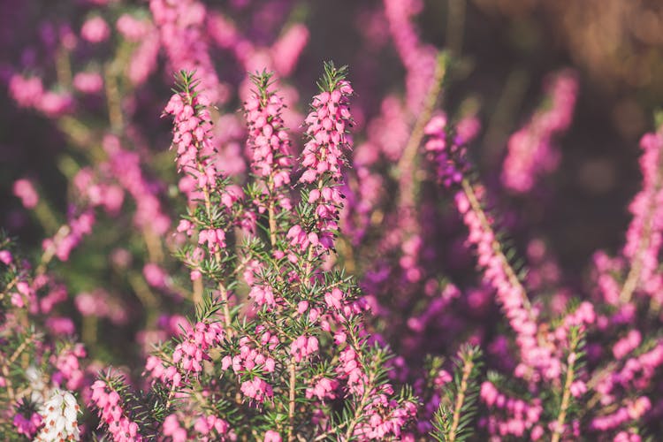 Beautiful Winter Heath Flower Plants