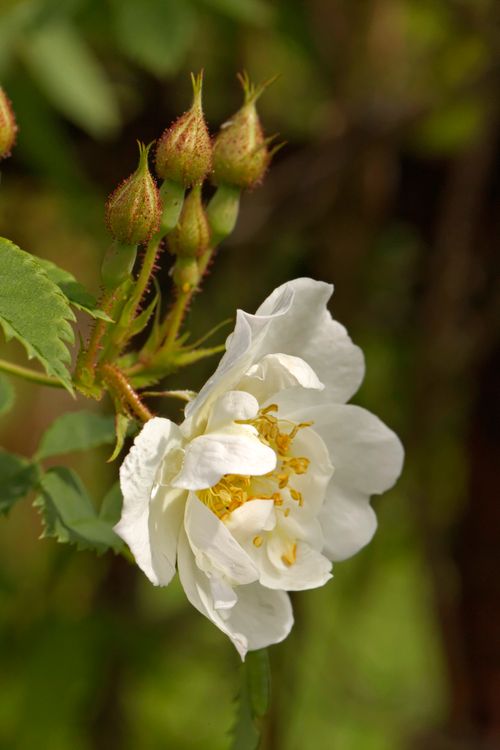 Free Rosa beggeriana Pohjantahti Stock Photo