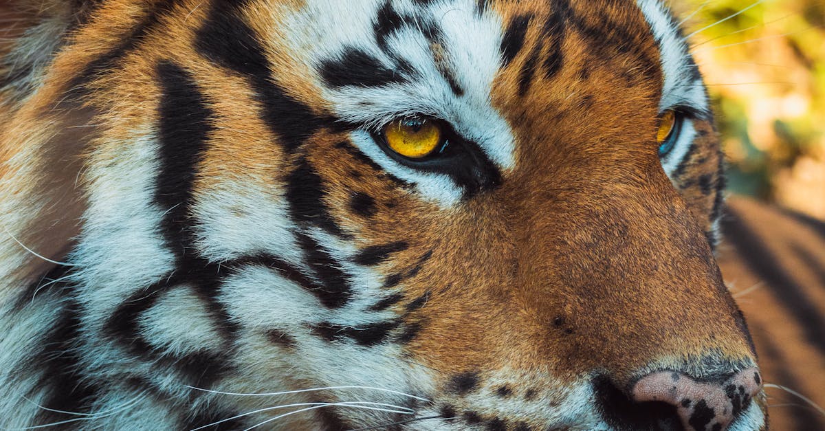 How to draw a tiger head