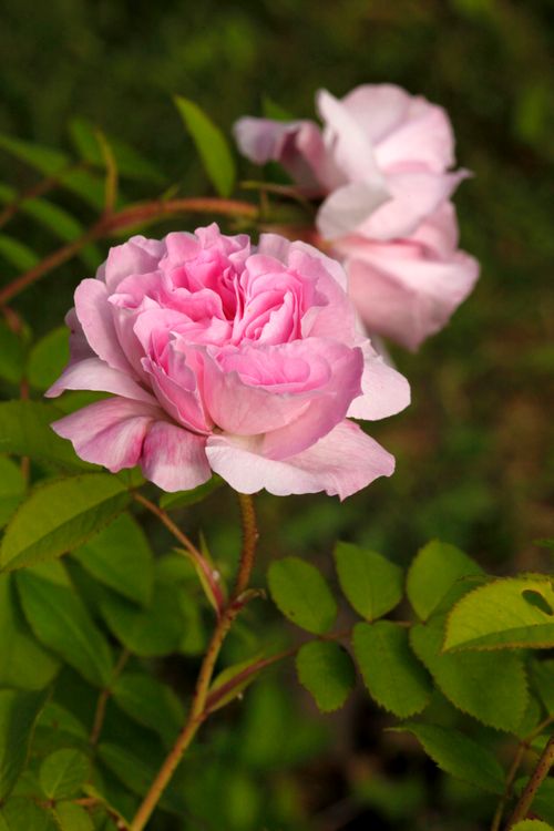 Free Rosa centifolia Tunnelitie Stock Photo